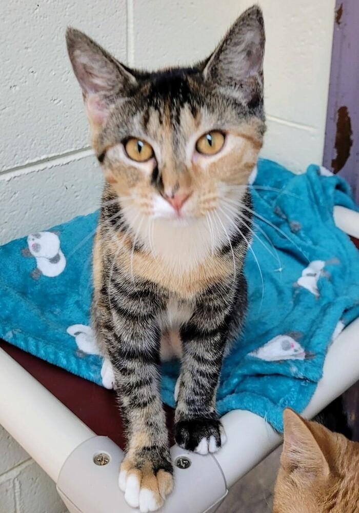 Enlarge 7877 Fruit Loop, a Adoptable mixed breed in Hartwell, GA image 1/1