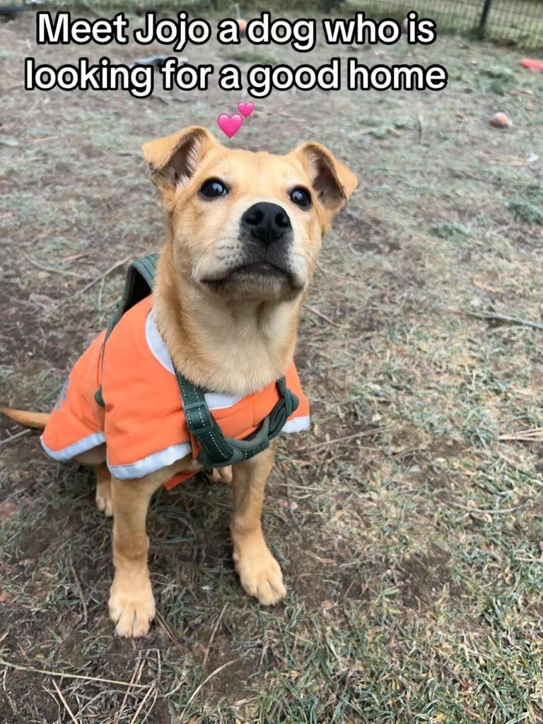 Enlarge Jojo, a Adoptable mixed breed in Thompson Falls, MT image 1/2