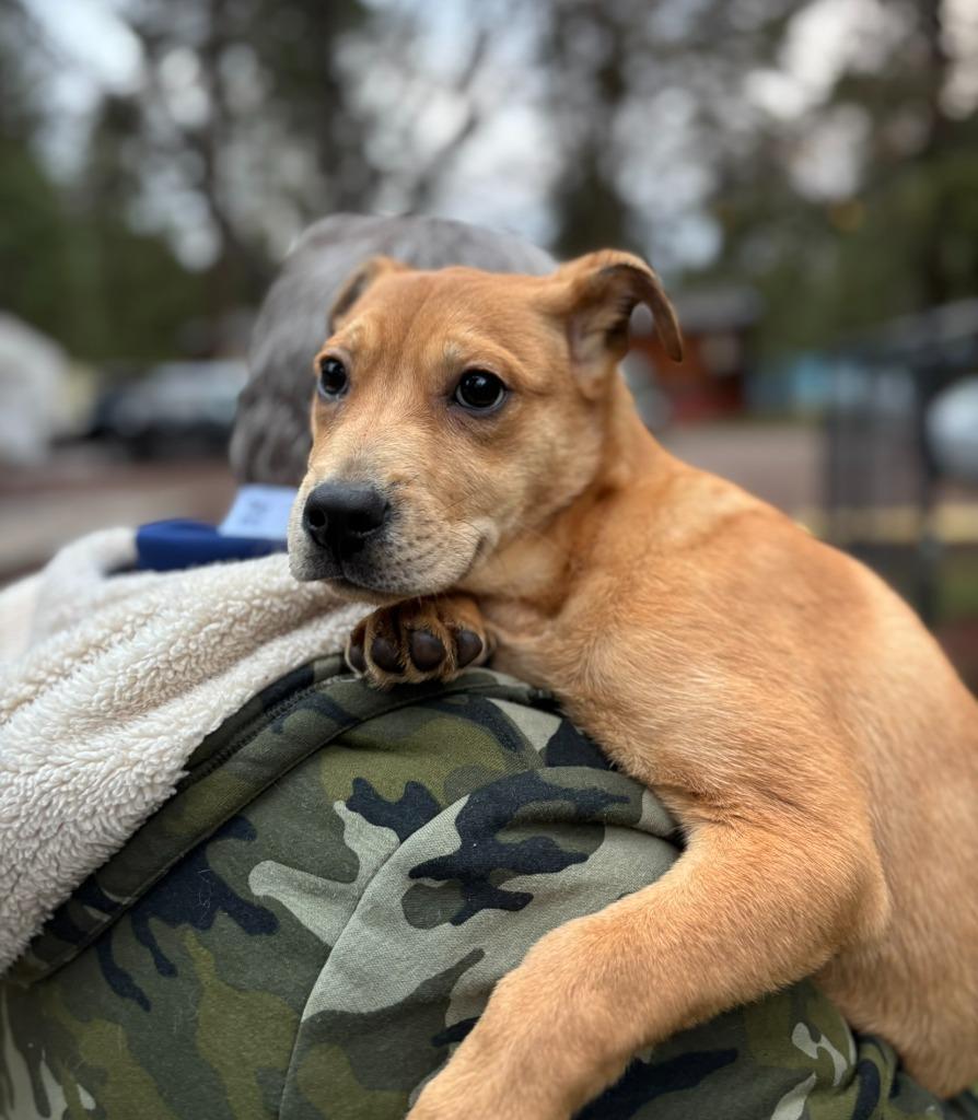 Enlarge Jojo, a Adoptable mixed breed in Thompson Falls, MT image 2/2