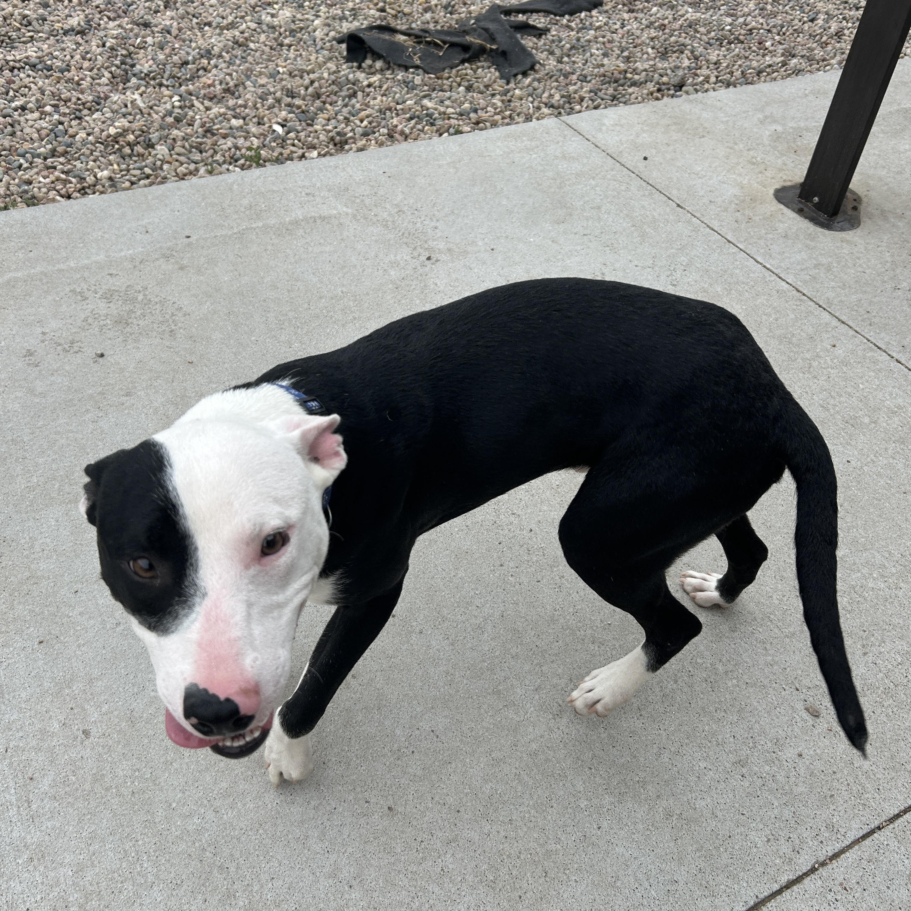 Enlarge Macaroni , a ADOPTABLE American Staffordshire Terrier in Seward, NE image 3/3