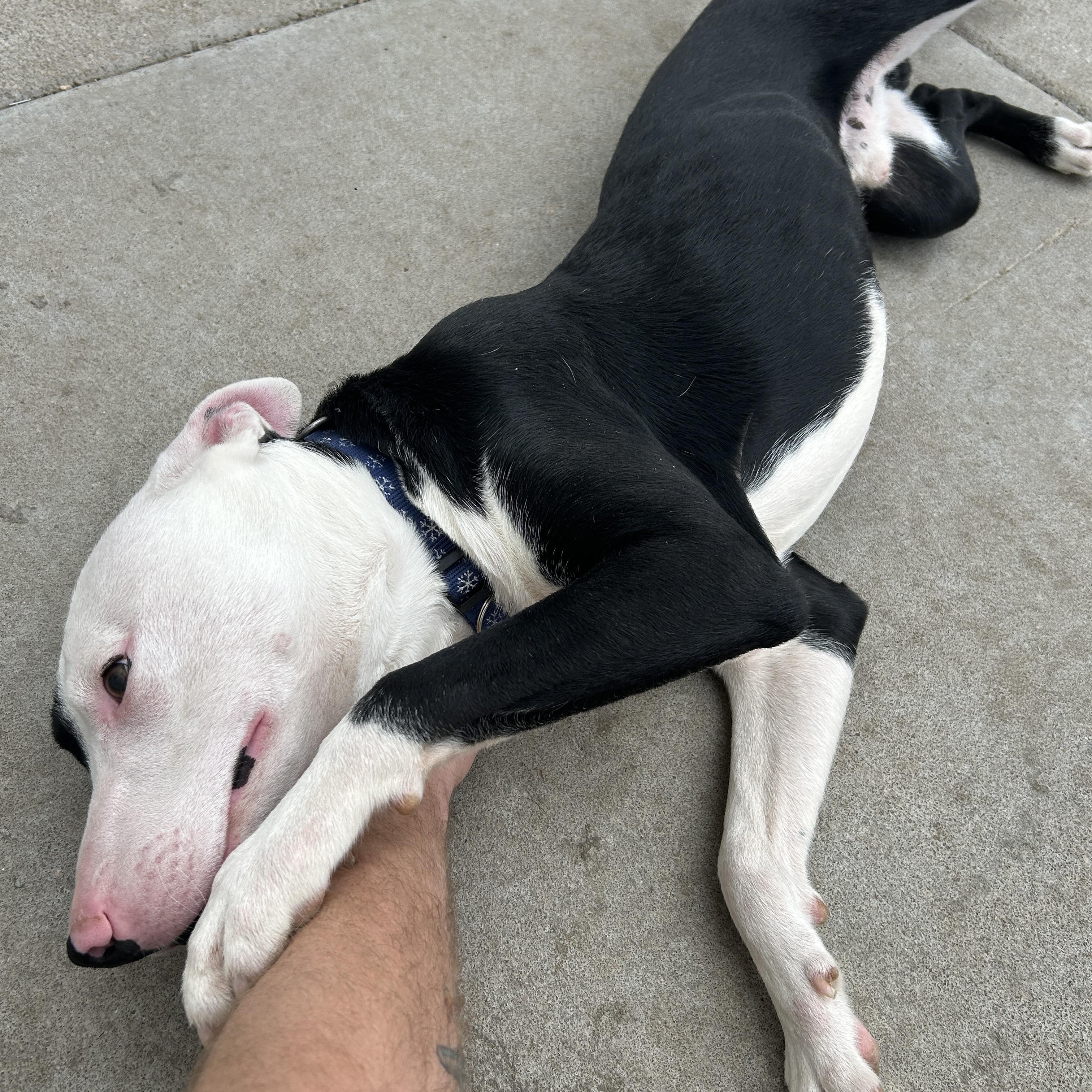Enlarge Macaroni , a ADOPTABLE American Staffordshire Terrier in Seward, NE image 2/3