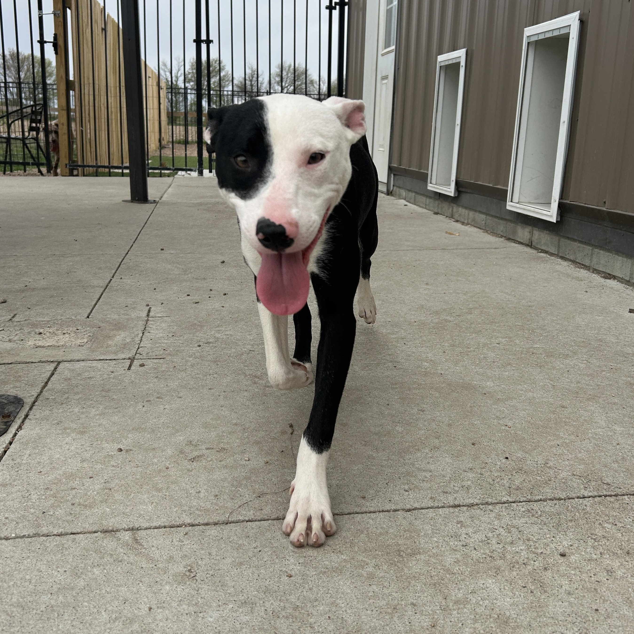 Enlarge Macaroni , a ADOPTABLE American Staffordshire Terrier in Seward, NE image 1/3