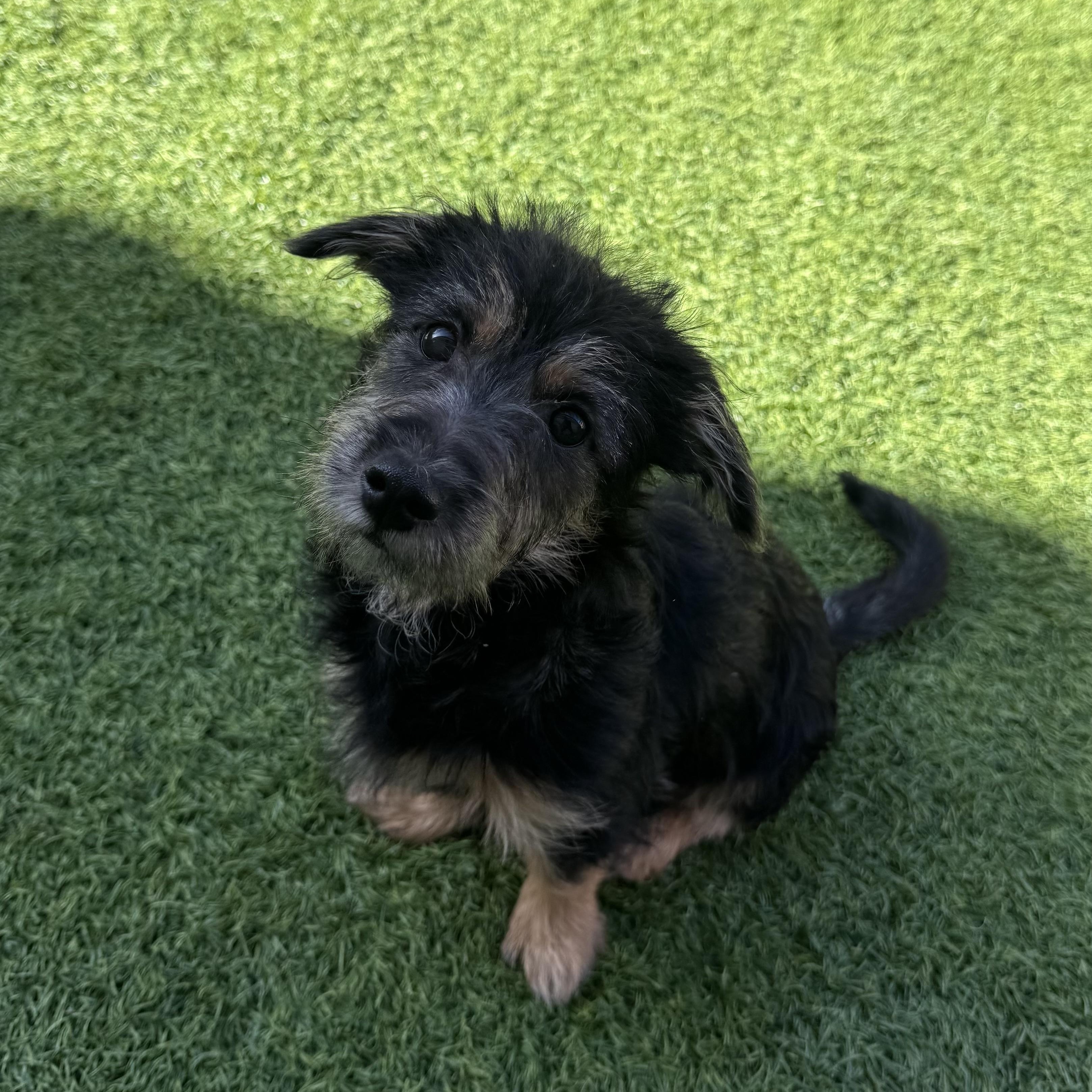 Enlarge Brookie, an adopted mixed breed in Henderson, NV image 1/1