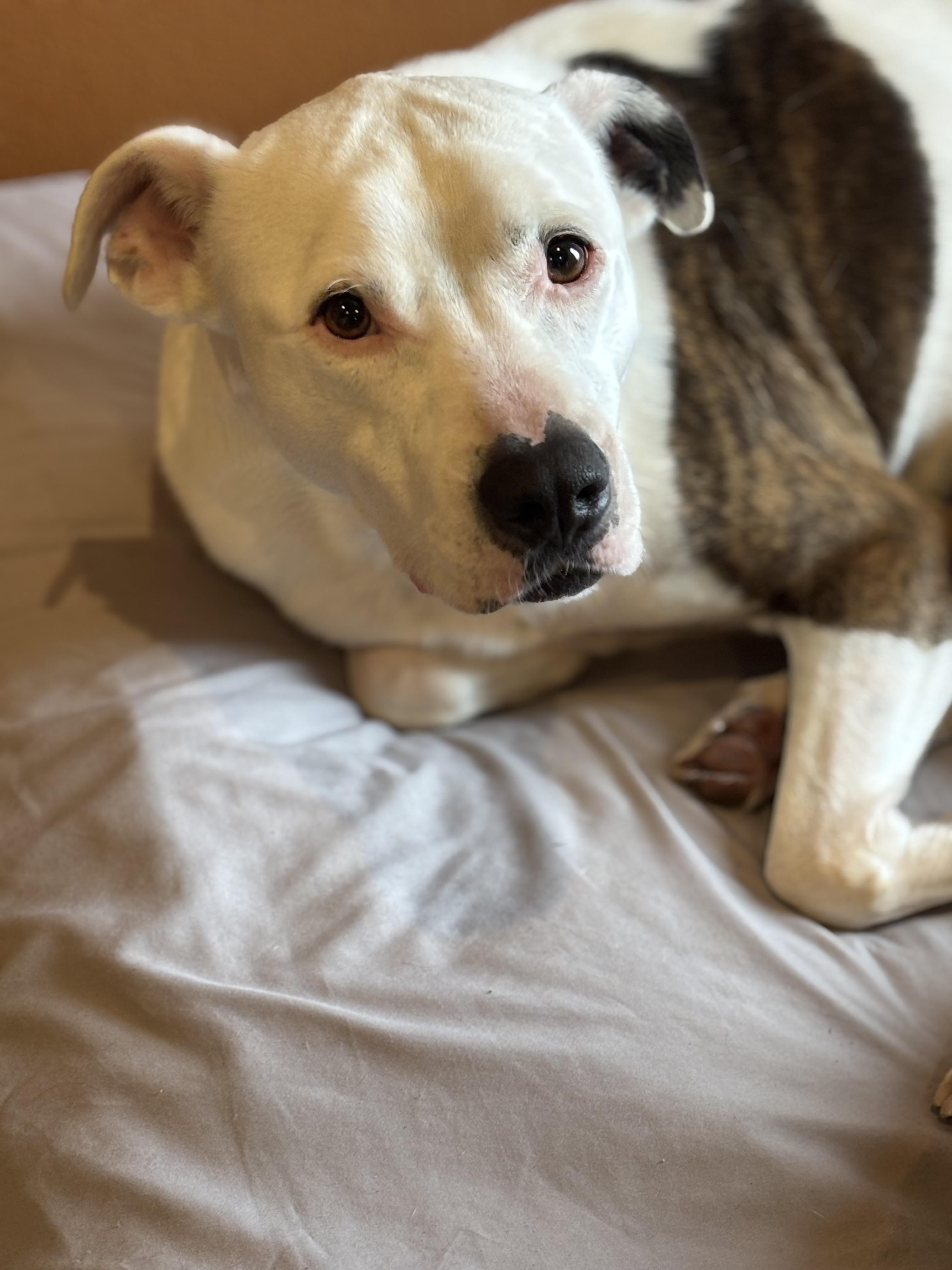 Ace, a Adoptable American Bulldog in Watertown, WI image 2/4