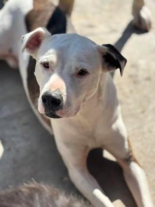 Enlarge Ace, a Adoptable American Bulldog in Watertown, WI image 3/6