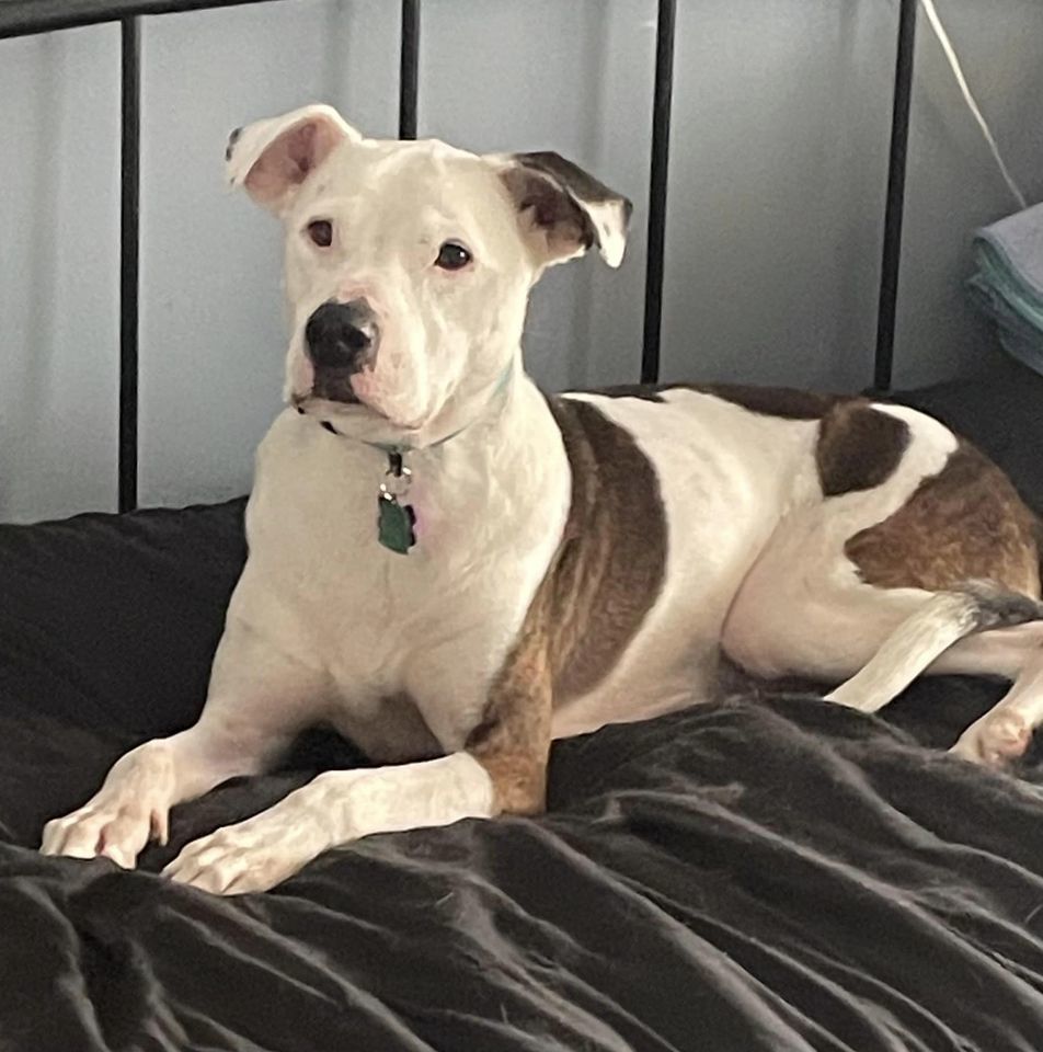 Ace, a Adoptable American Bulldog in Watertown, WI image 1/4