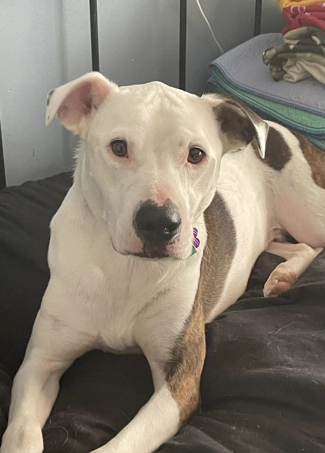 Ace, a Adoptable American Bulldog in Watertown, WI image 4/4