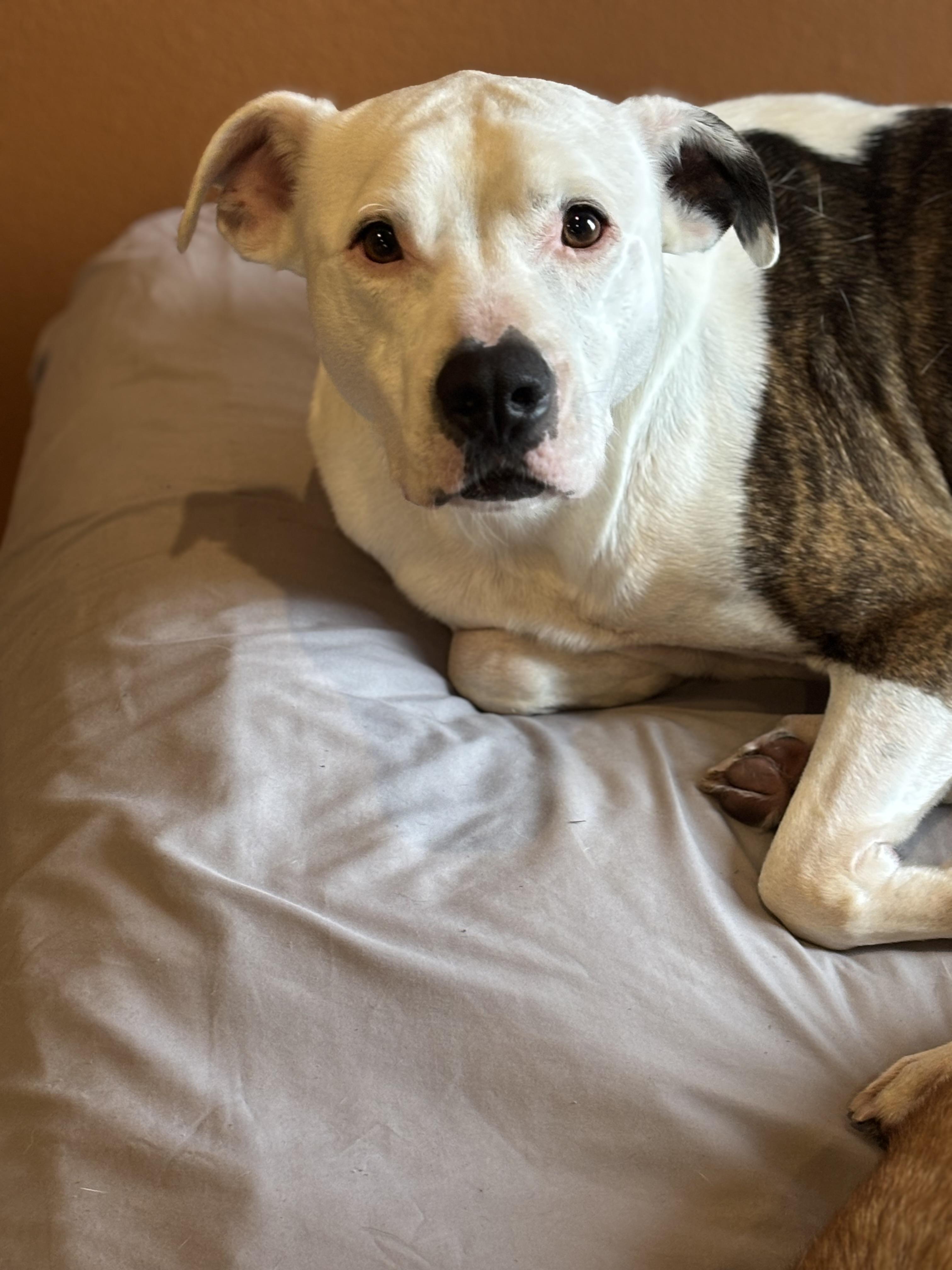 Ace, a Adoptable American Bulldog in Watertown, WI image 3/4