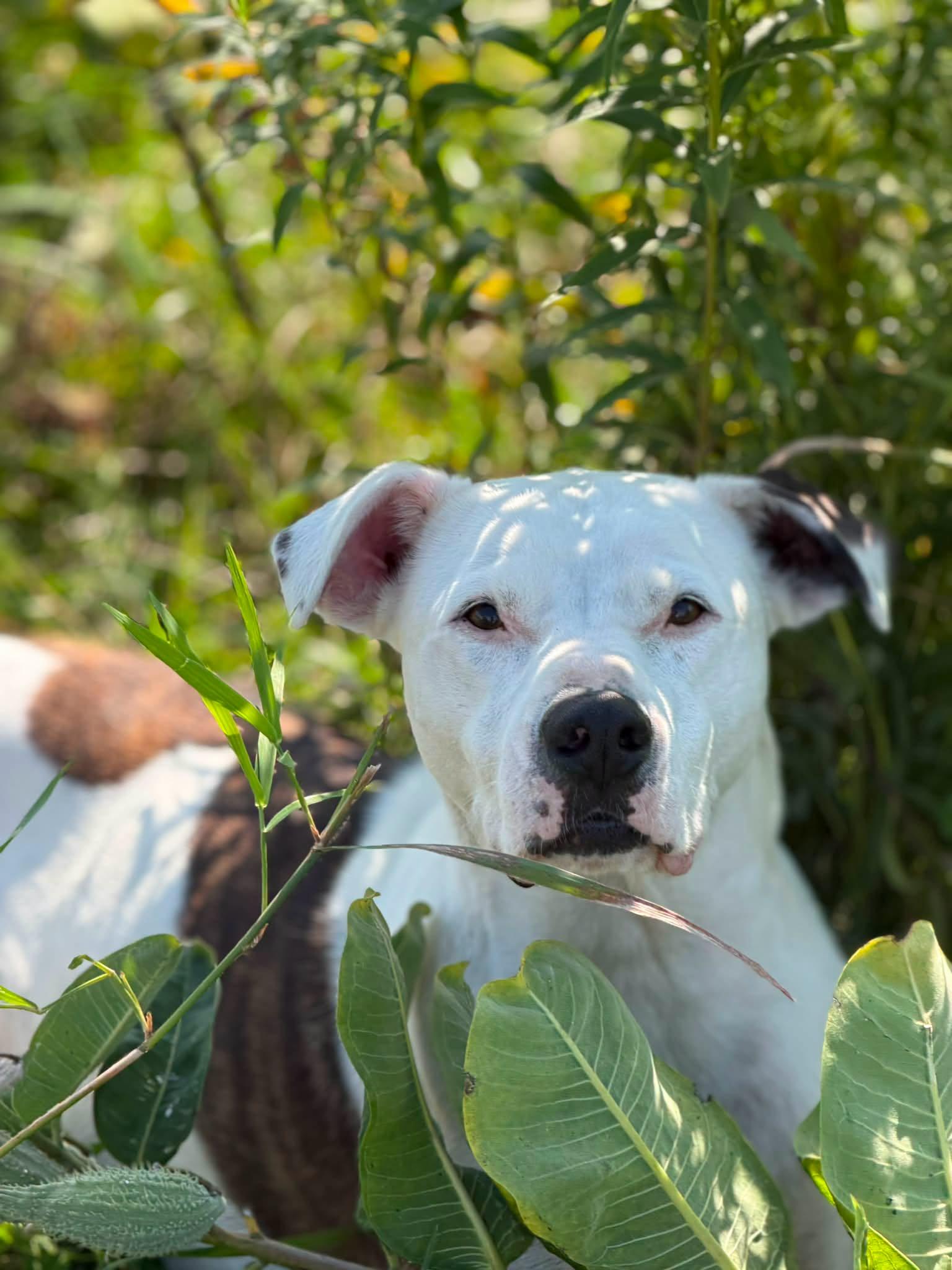 Ace, Adoptable, Adult Male American Bulldog.