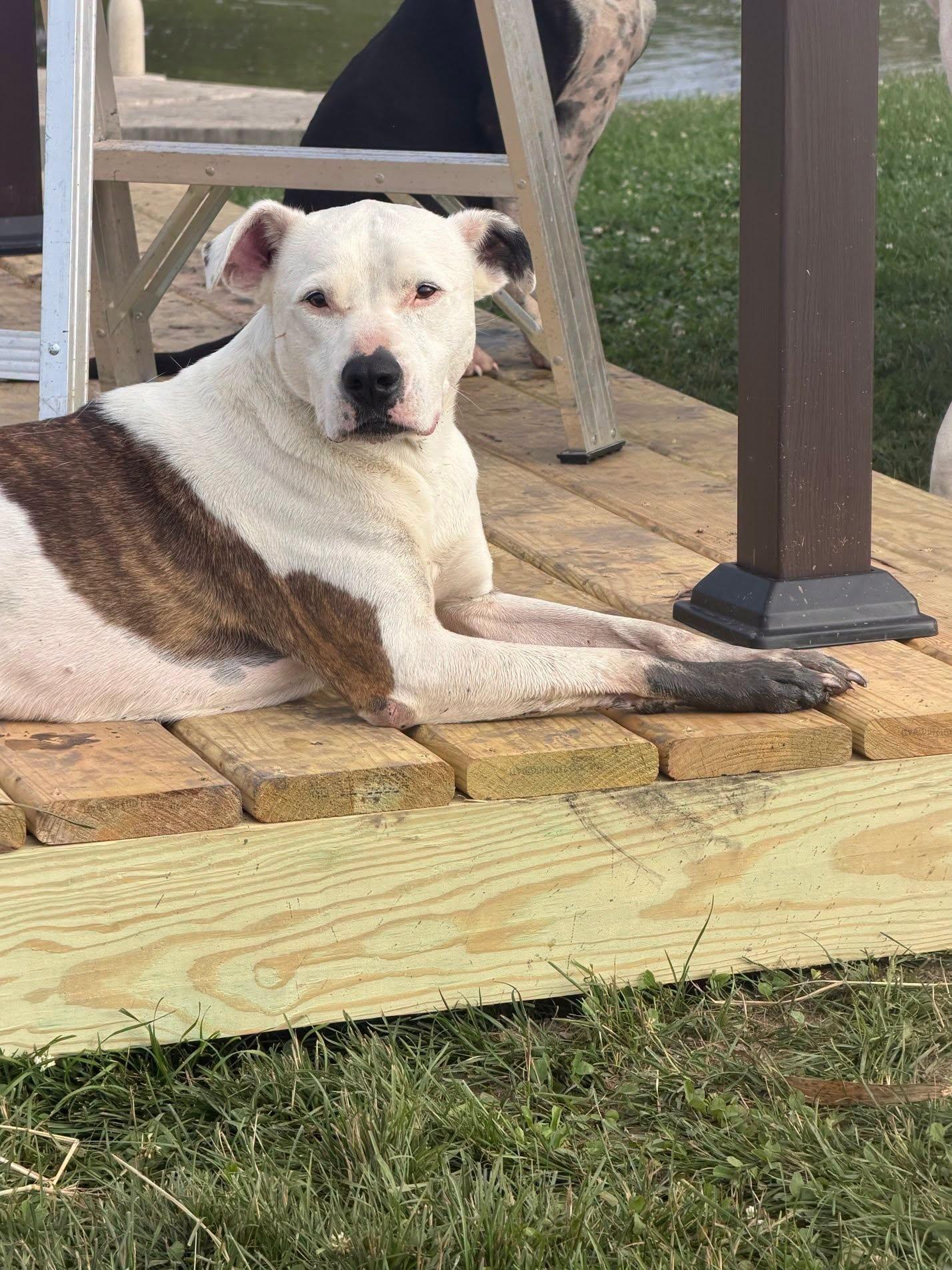Enlarge Ace, a Adoptable American Bulldog in Watertown, WI image 2/6