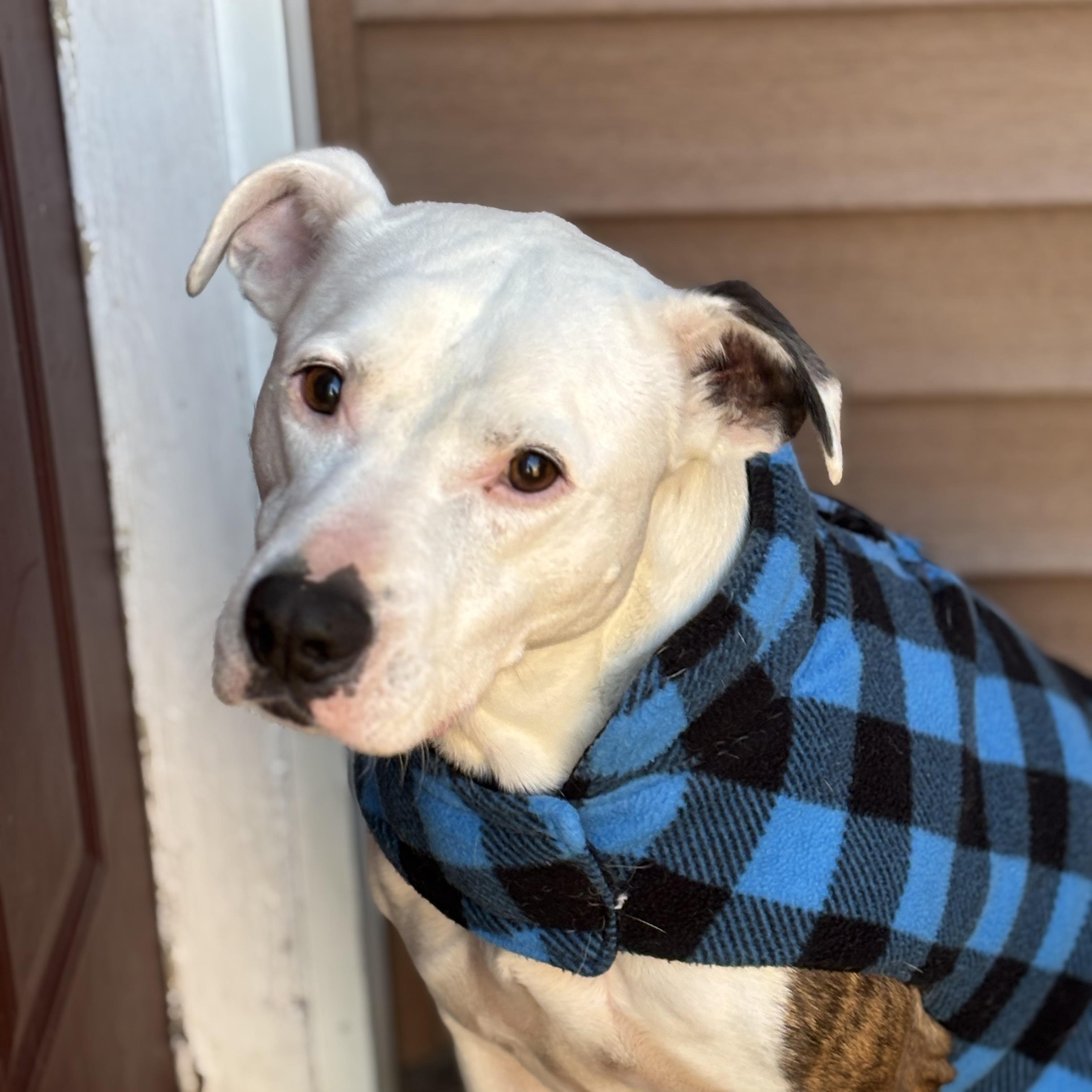 Enlarge Ace, a Adoptable American Bulldog in Watertown, WI image 1/5