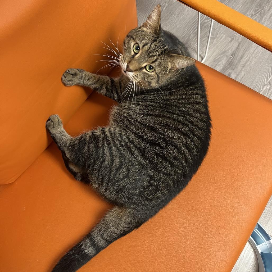 Enlarge Chunk Norris, a Adoptable Domestic Short Hair in Yorktown, IN image 2/2