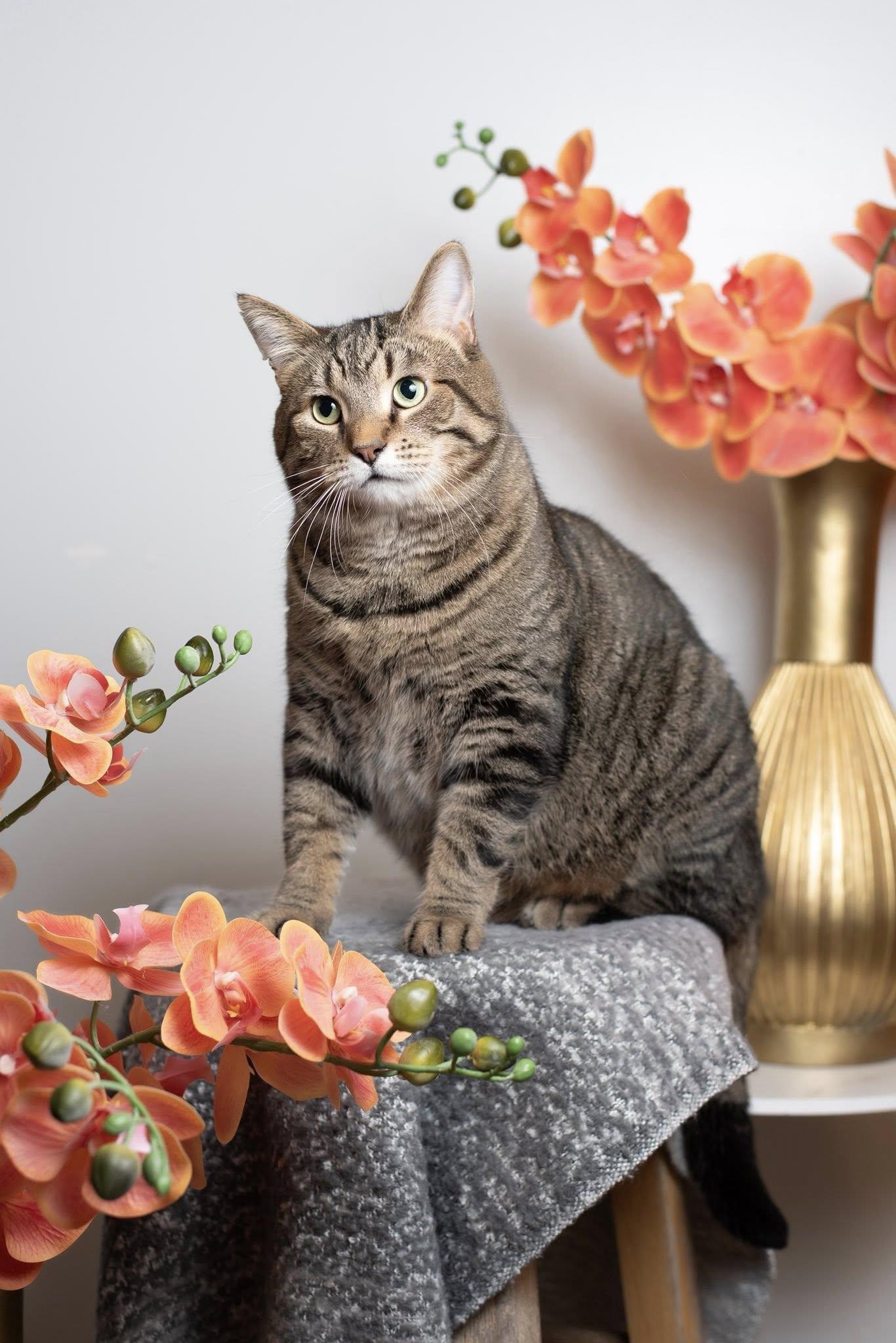 Chunk Norris, Adoptable, Adult Male Domestic Short Hair.