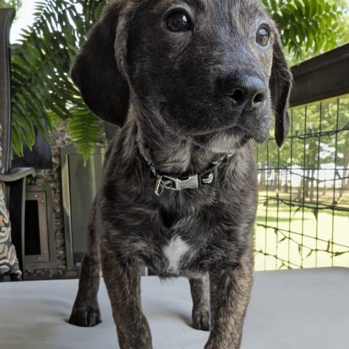 Racer, Adoptable, Young Male Beagle & Mixed Breed.