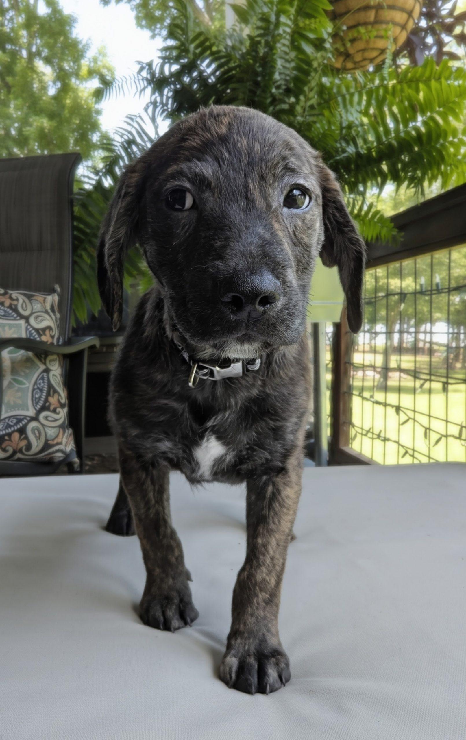 Racer, a Adoptable mixed breed in Leesburg, AL image 2/2