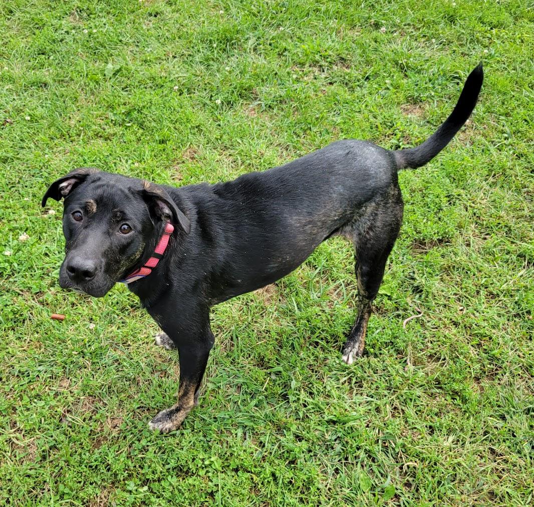 Enlarge Gabby, a Adoptable mixed breed in Lisbon, OH image 2/3