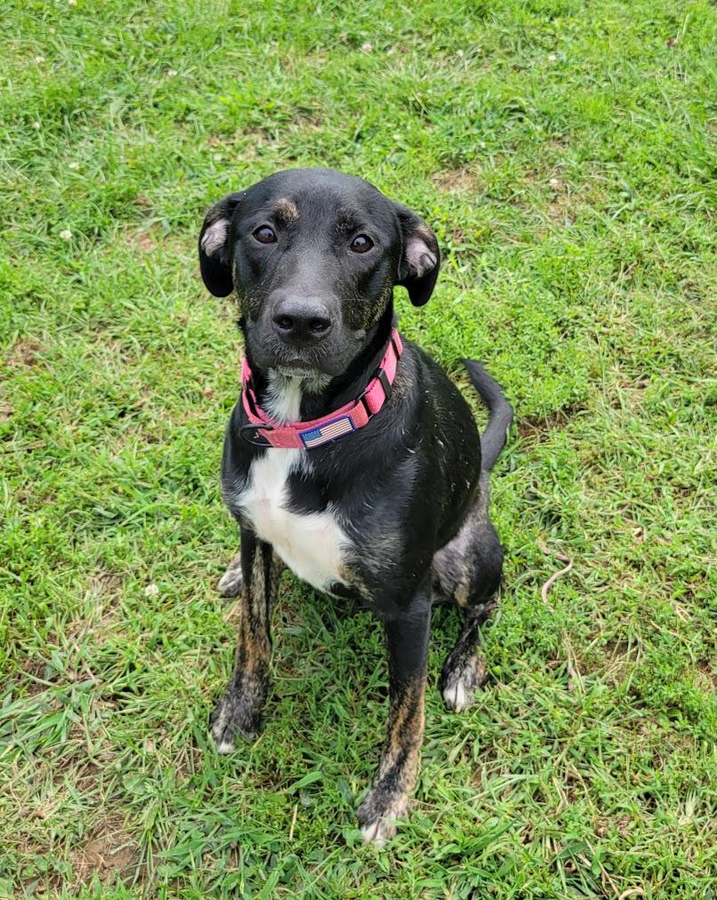 Enlarge Gabby, a Adoptable mixed breed in Lisbon, OH image 1/3