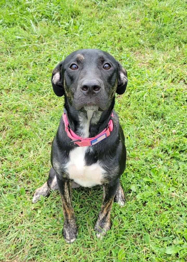 Enlarge Gabby, a Adoptable mixed breed in Lisbon, OH image 3/3