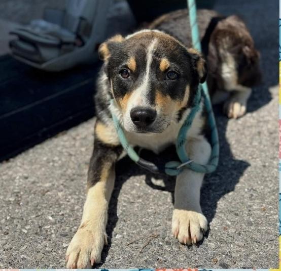 Sekani, ADOPTABLE, Young Female Collie & Australian Cattle Dog / Blue Heeler.