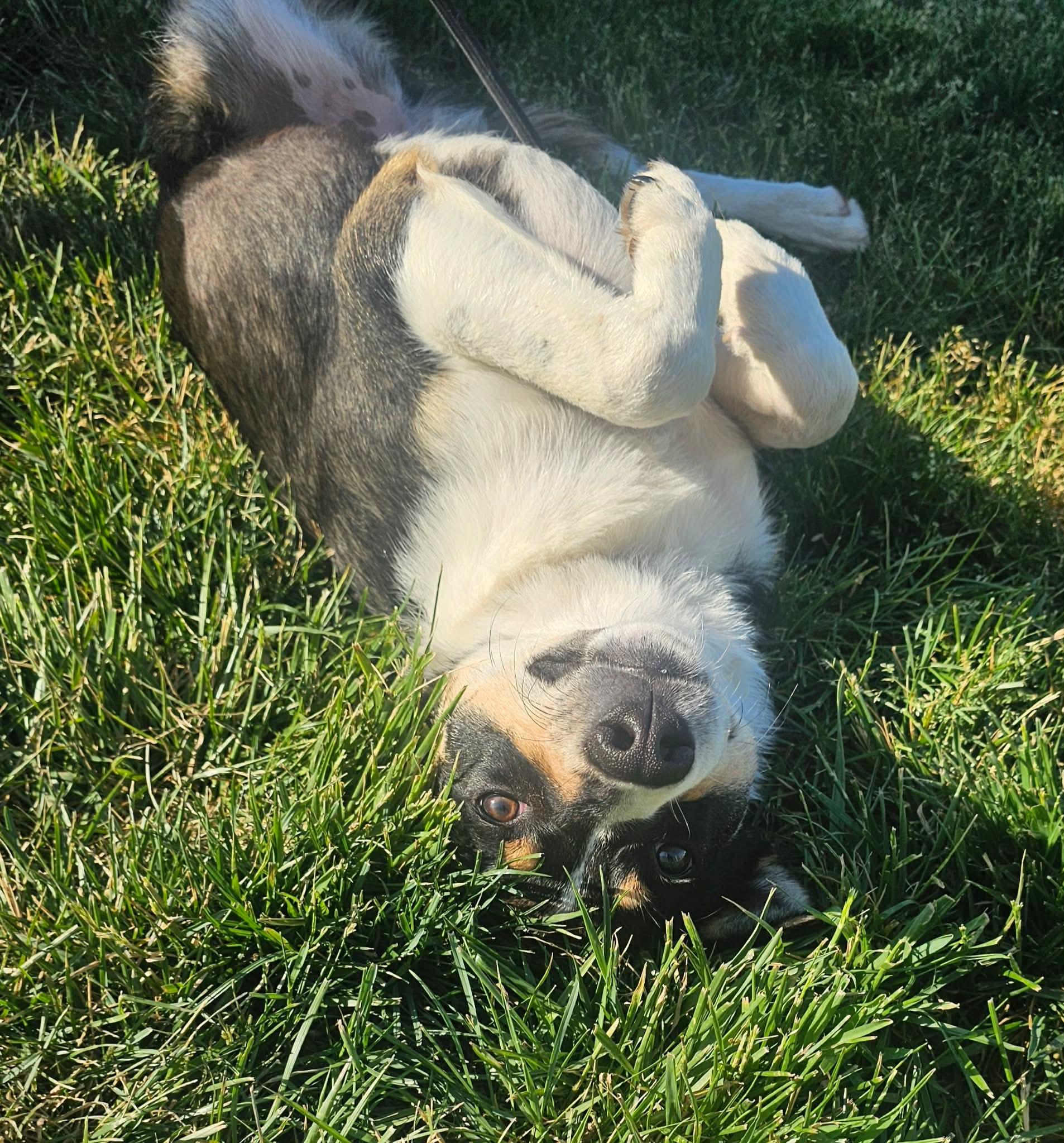 Sekani, a ADOPTABLE mixed breed in Minooka, IL image 4/6