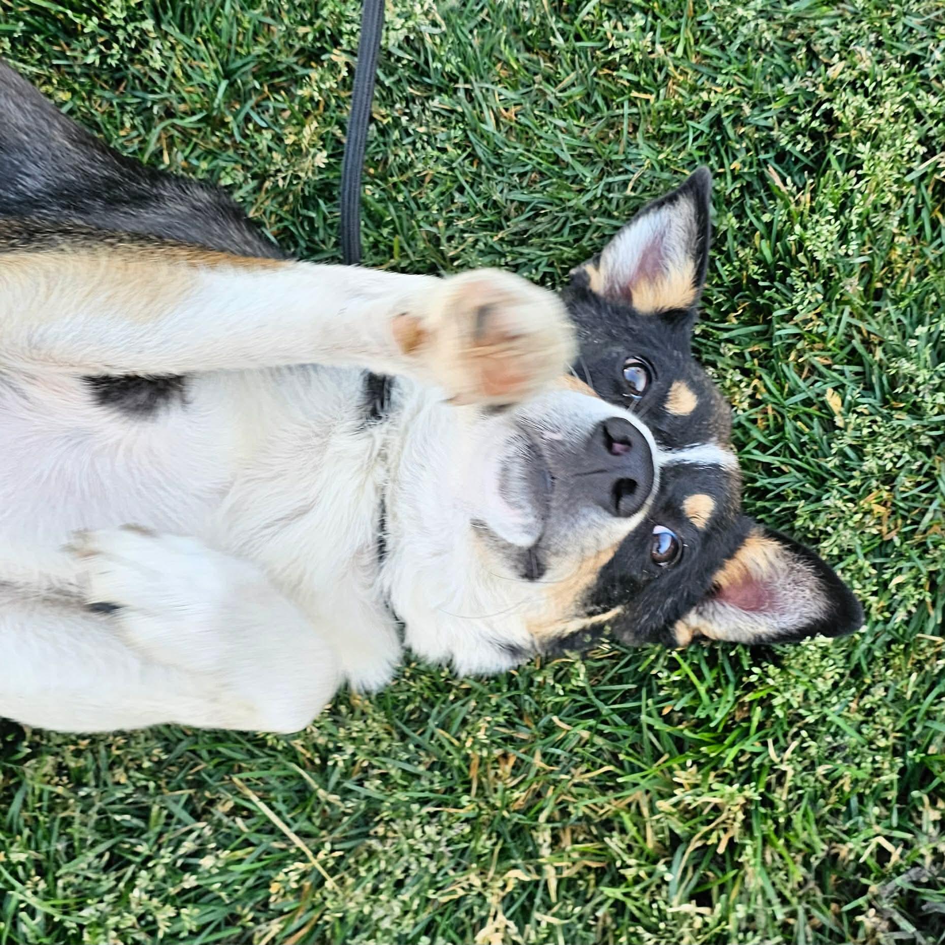 Sekani, a ADOPTABLE mixed breed in Minooka, IL image 3/6