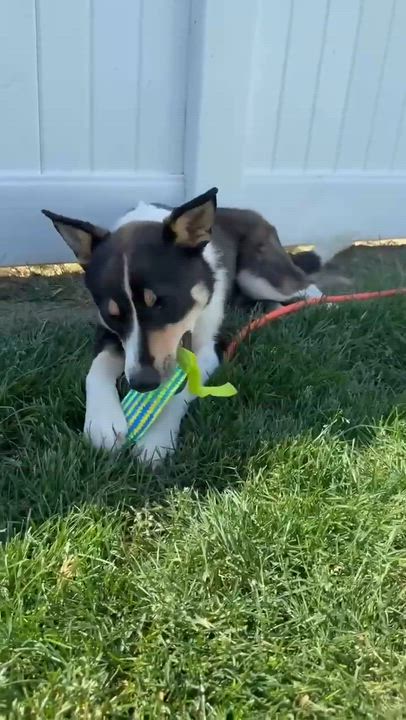 Enlarge Sekani, a ADOPTABLE mixed breed in Minooka, IL video 6/6