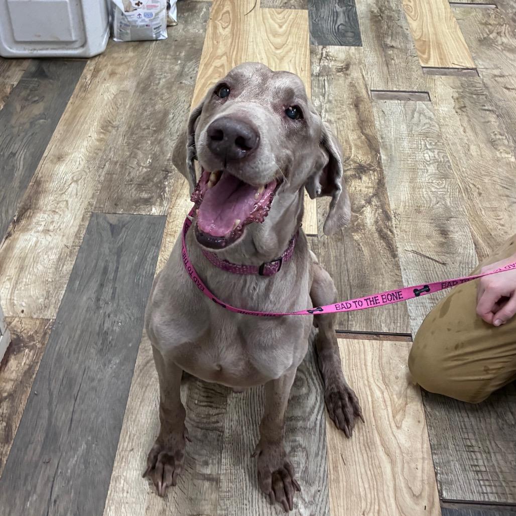 Enlarge JJ, a Adoptable Weimaraner in Hattiesburg, MS image 1/1