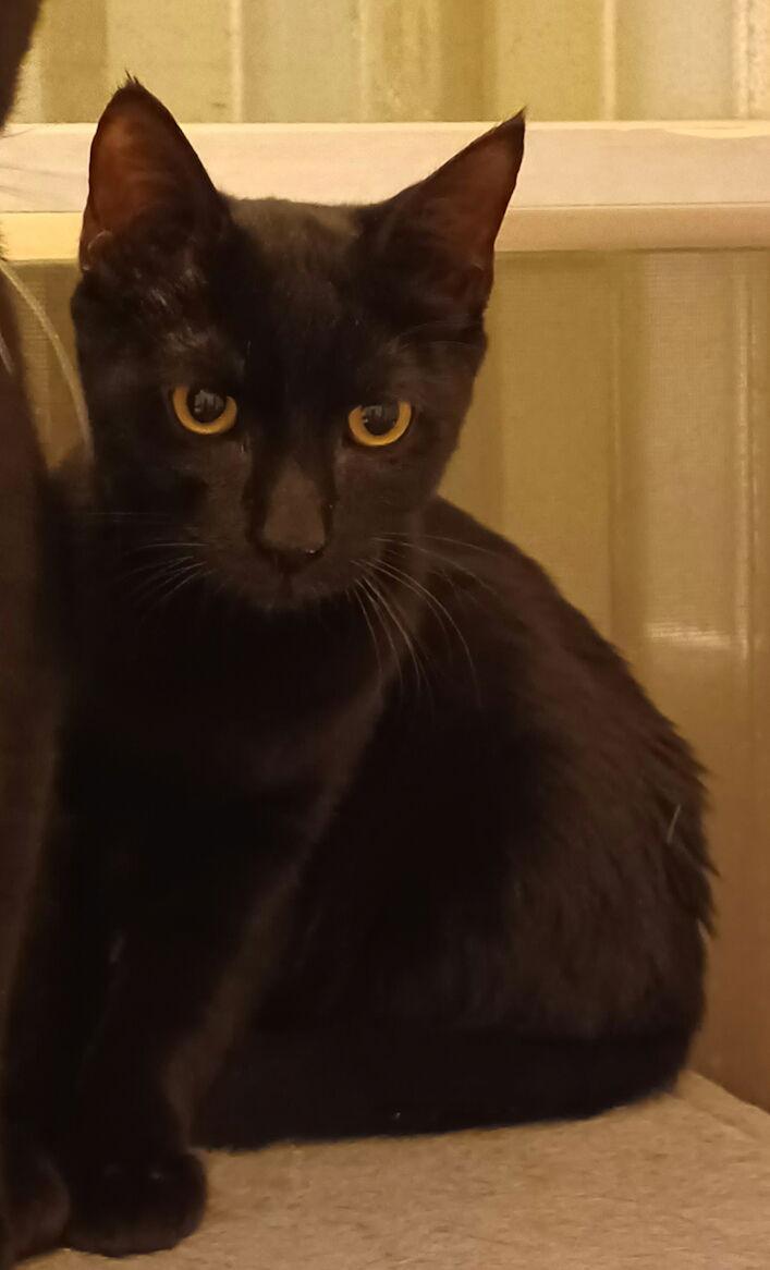 Sam *, Adoptable, Young Male Domestic Short Hair.