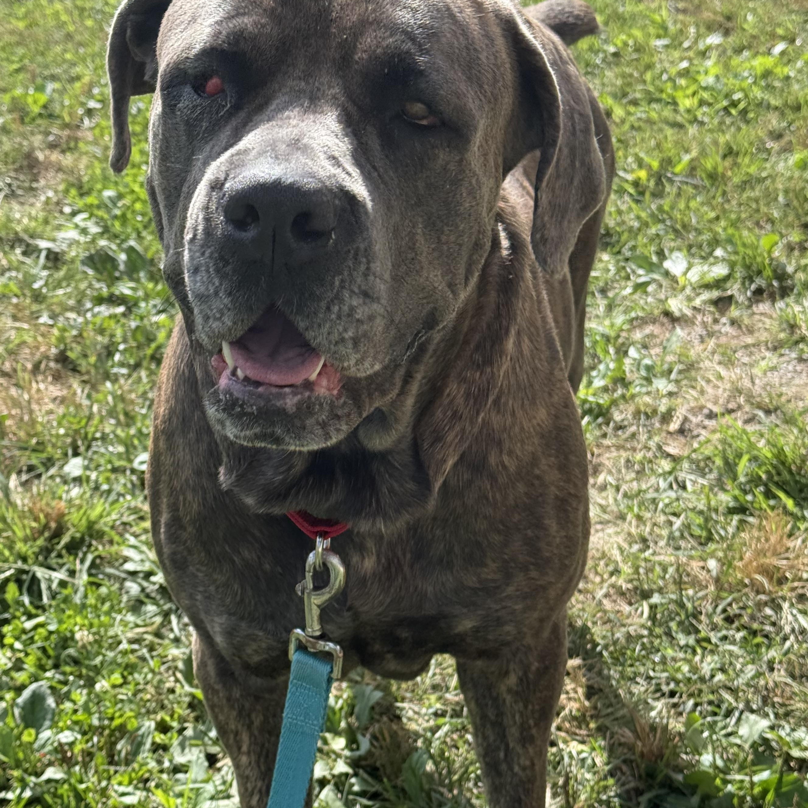 Enlarge Pixie, a Adoptable Neapolitan Mastiff in Monroe, OH image 1/2