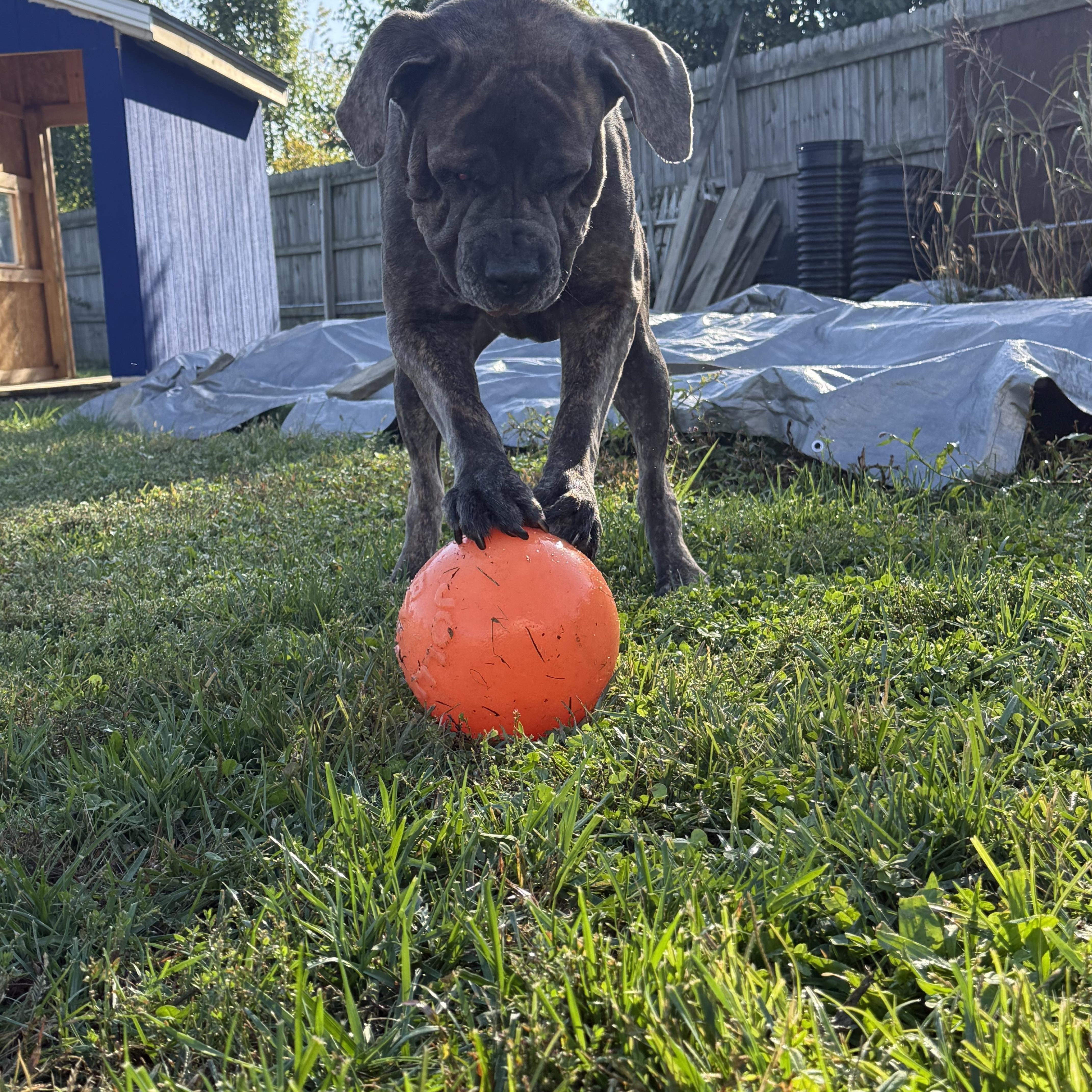 Enlarge Pixie, a Adoptable Neapolitan Mastiff in Monroe, OH image 2/2