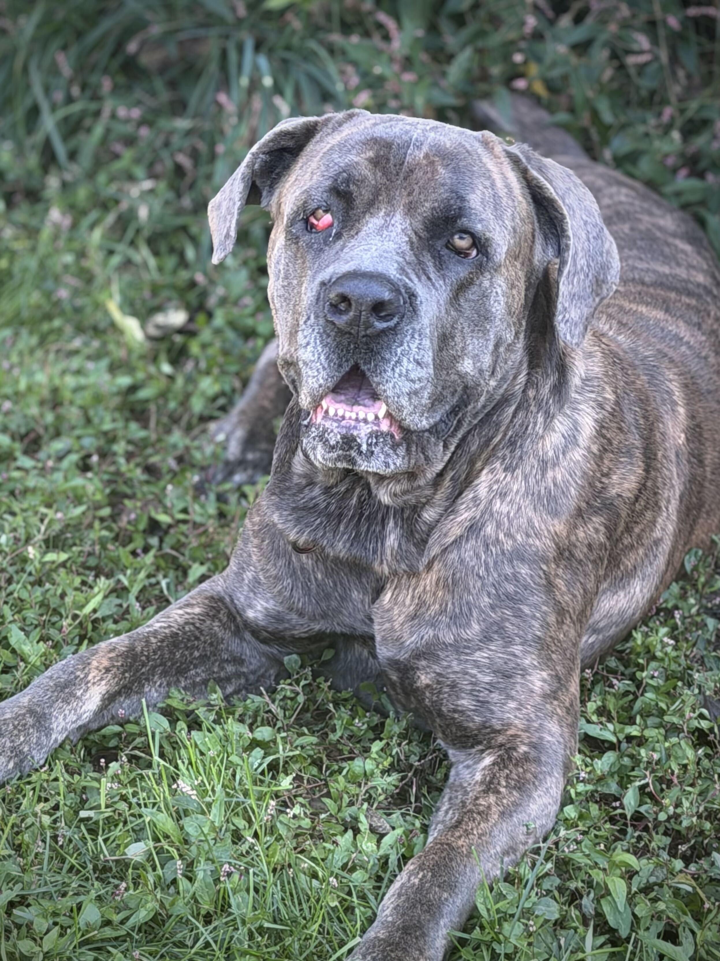 Pixie, Adoptable, Adult Female Neapolitan Mastiff.