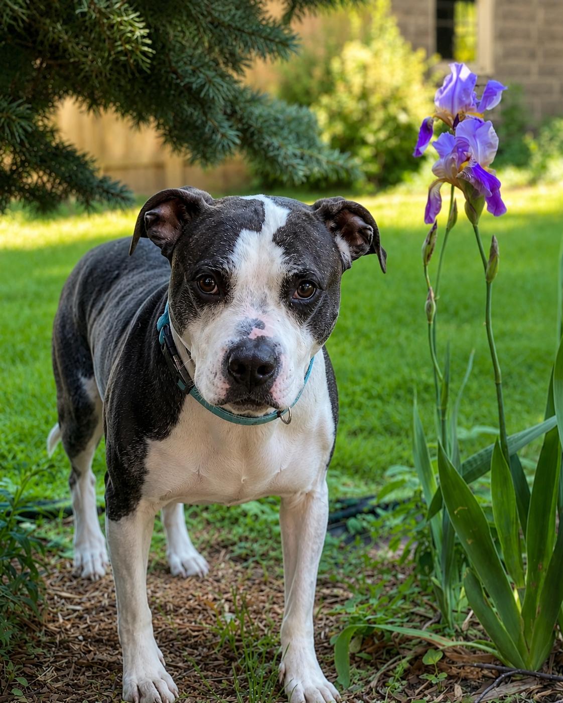 Huey, ADOPTABLE, Senior Male Pit Bull Terrier.
