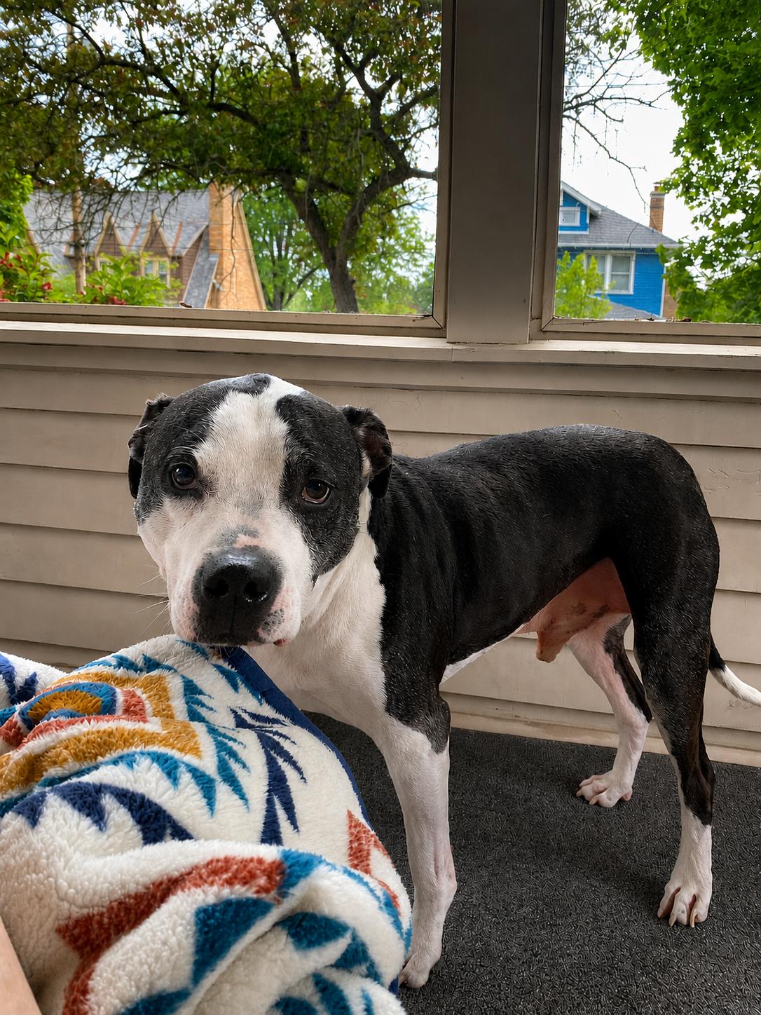 Enlarge Huey, a ADOPTABLE mixed breed in Whitewater, WI image 2/6