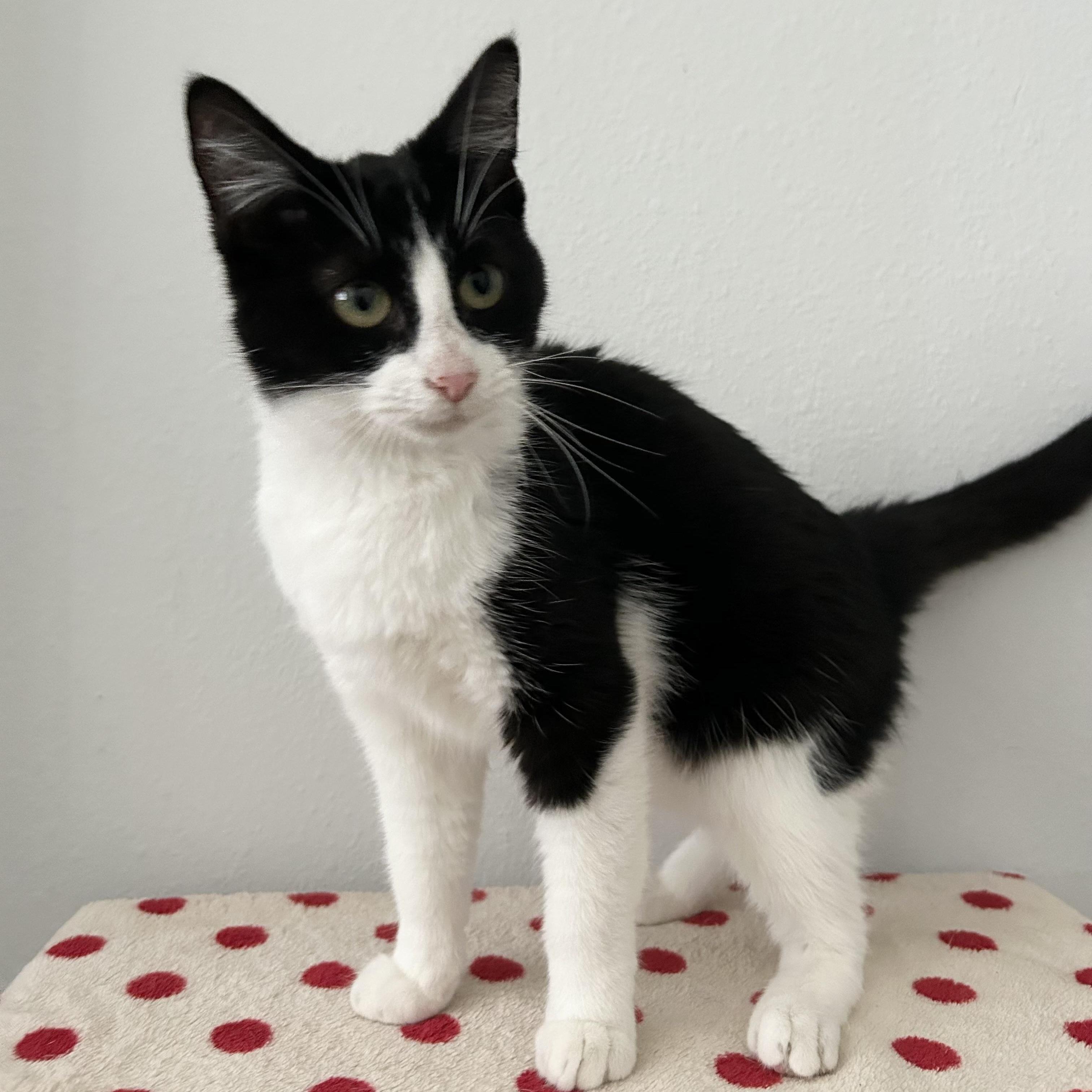 Enlarge Cupcake, an adopted mixed breed in Atlanta, GA image 2/6