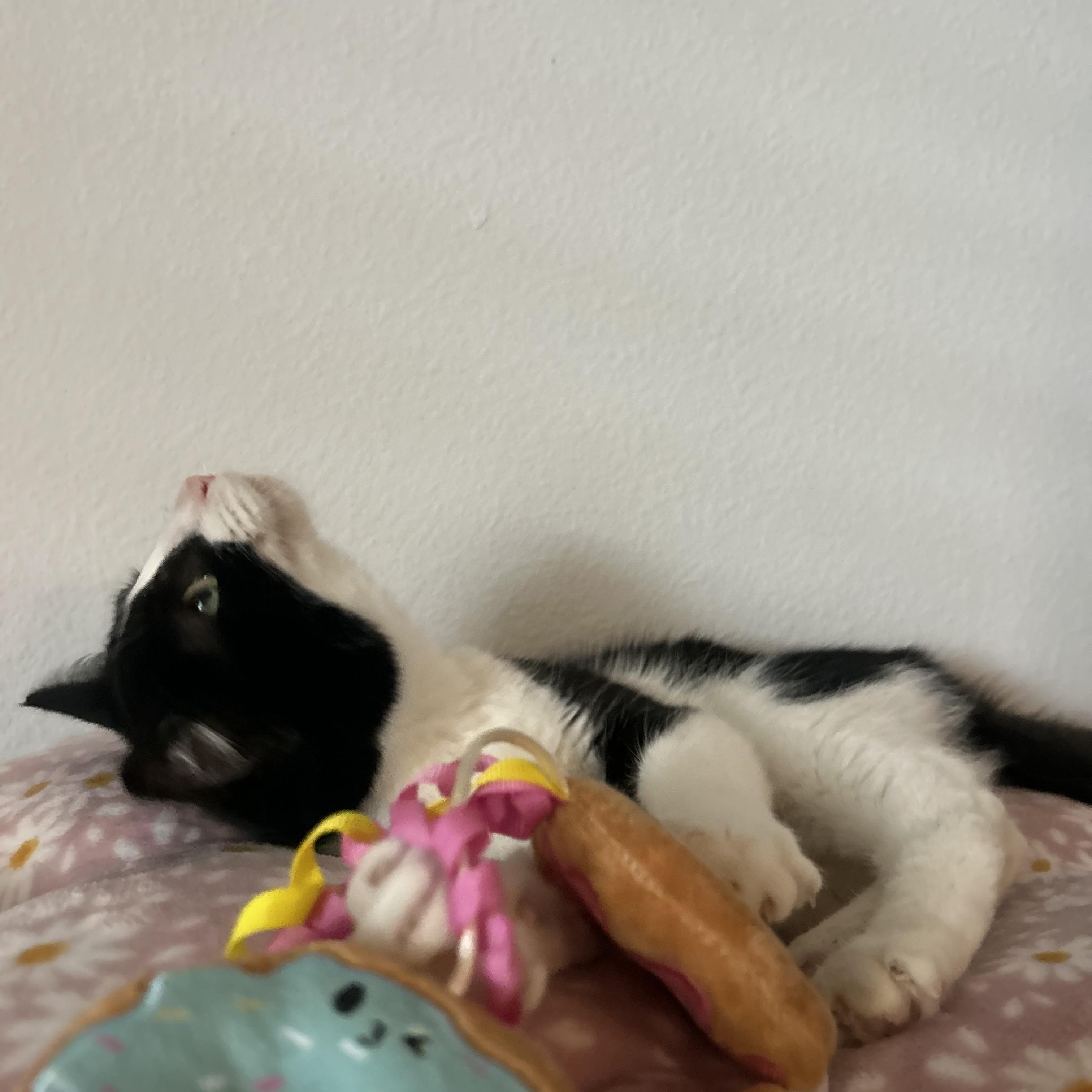 Enlarge Cupcake, an adopted mixed breed in Atlanta, GA image 4/6