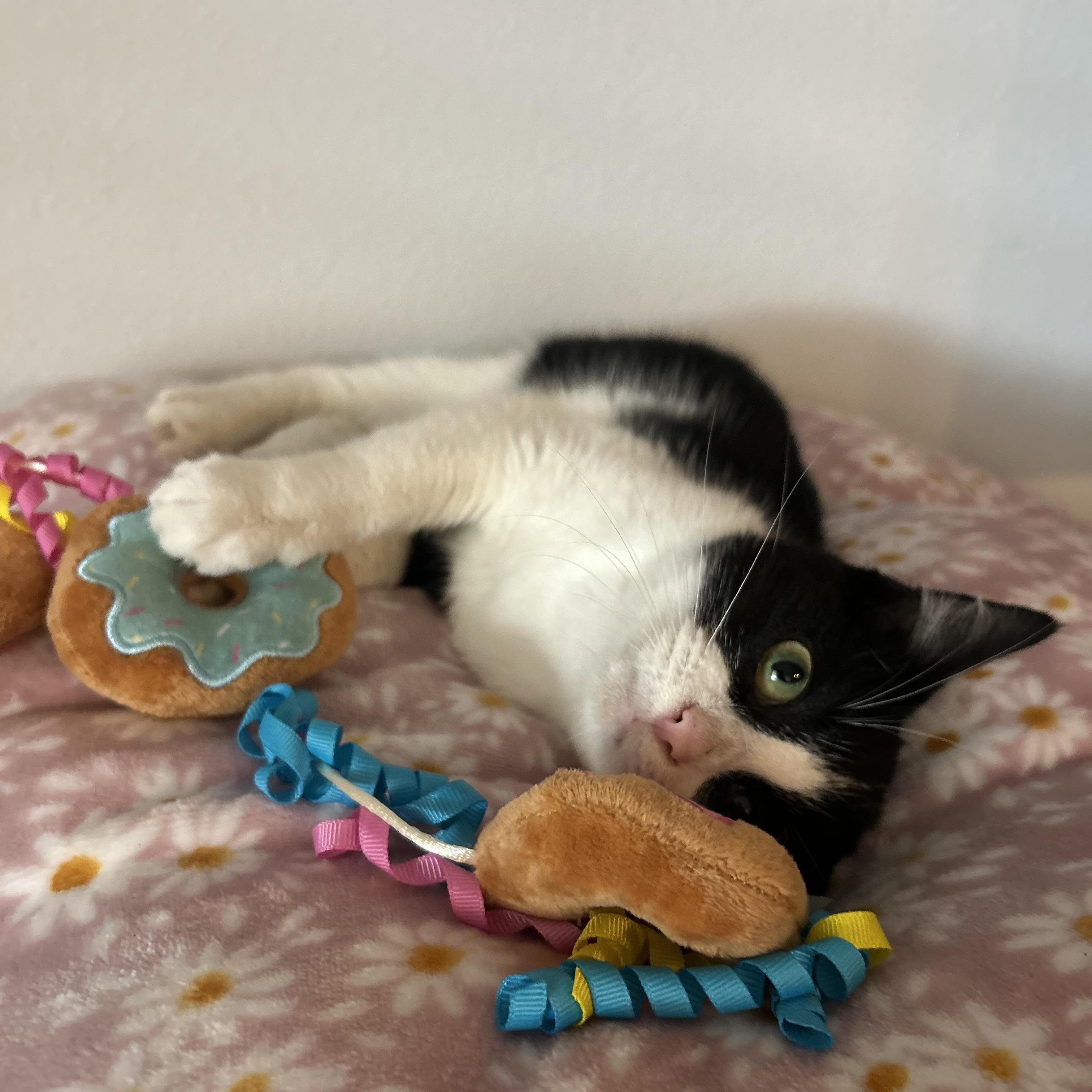 Enlarge Cupcake, an adopted mixed breed in Atlanta, GA image 5/6