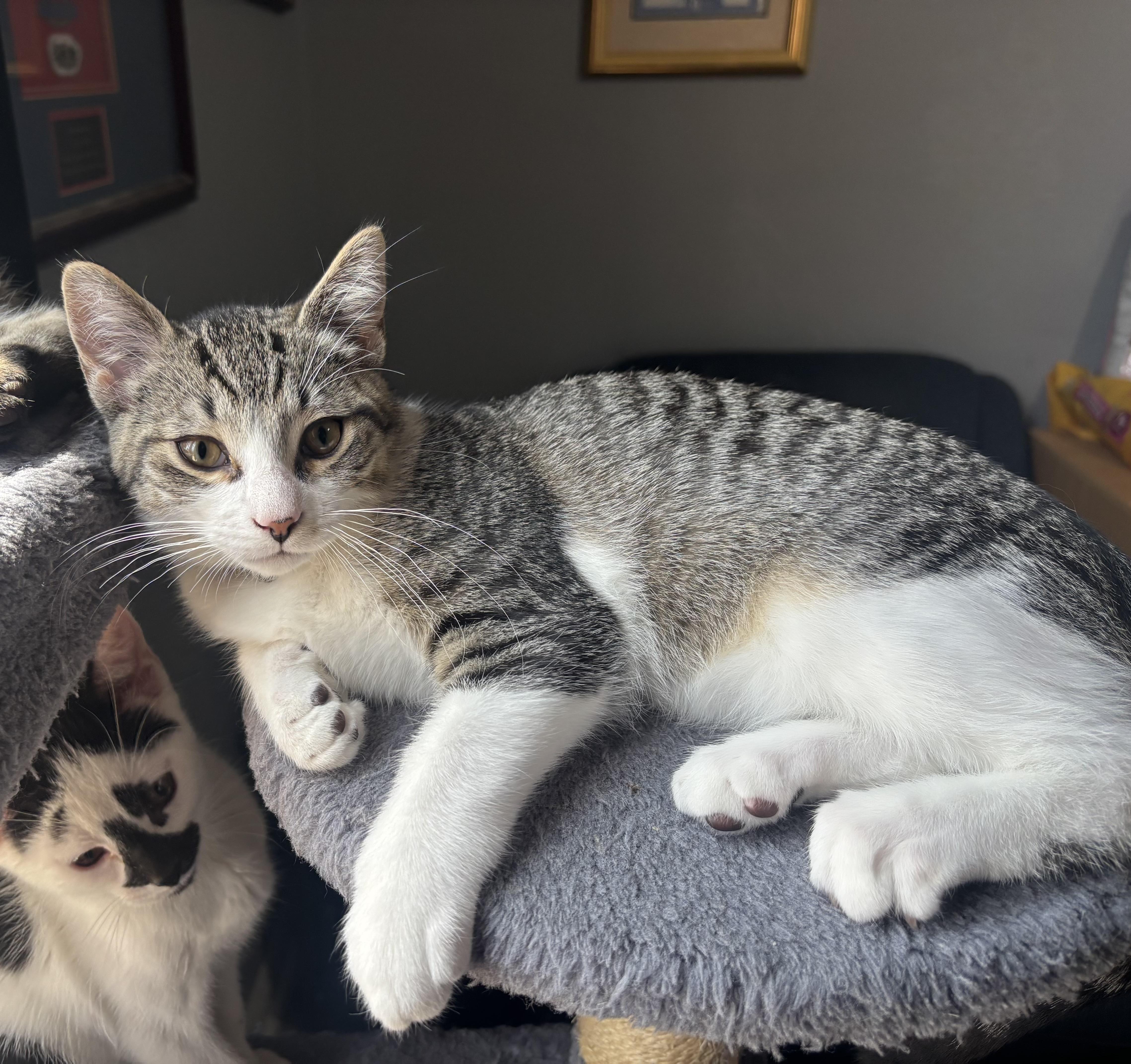 Alvin, ADOPTABLE, Kitten Male Tabby.