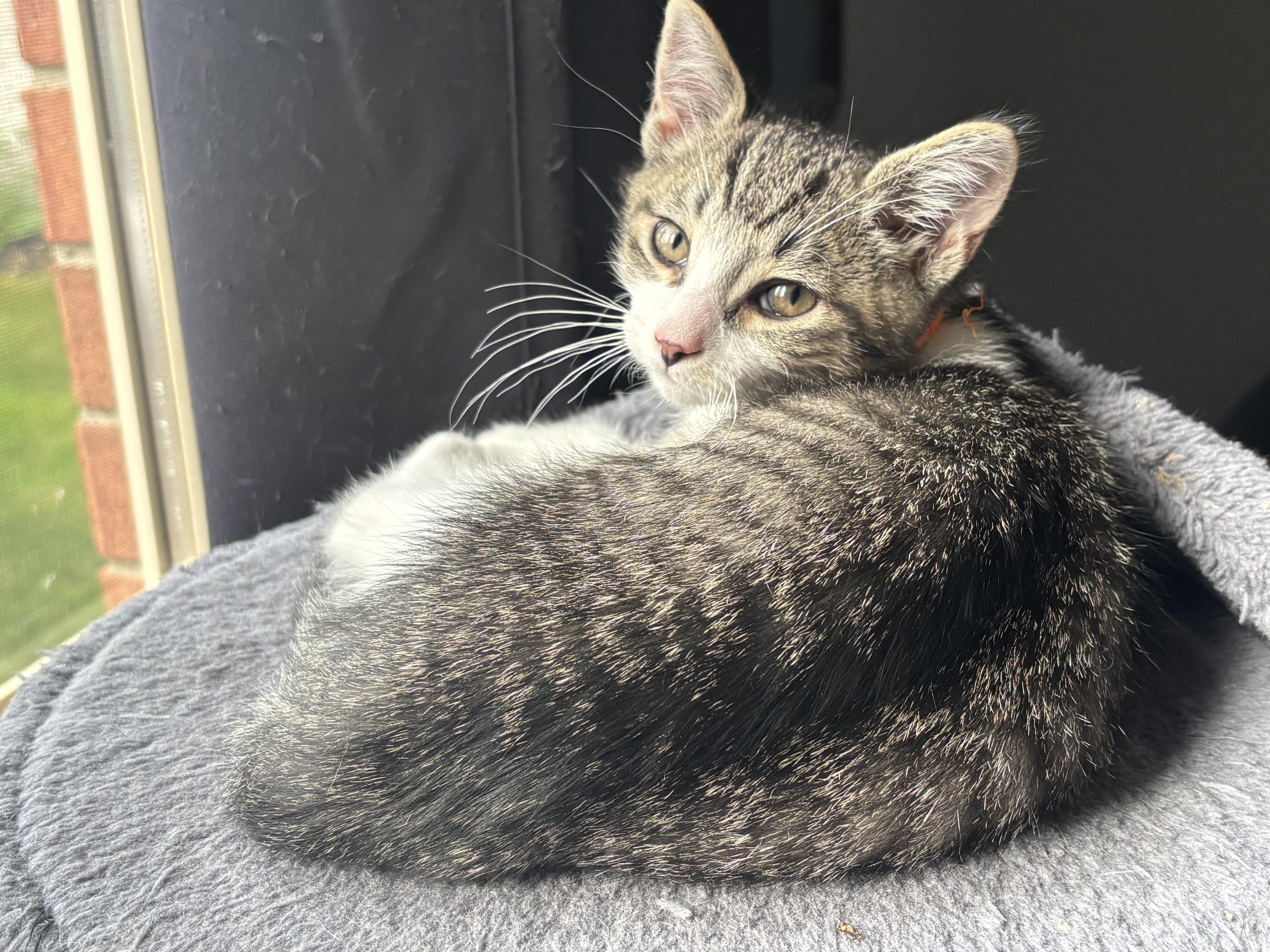Alvin, a ADOPTABLE Tabby in Macomb, MI image 2/2