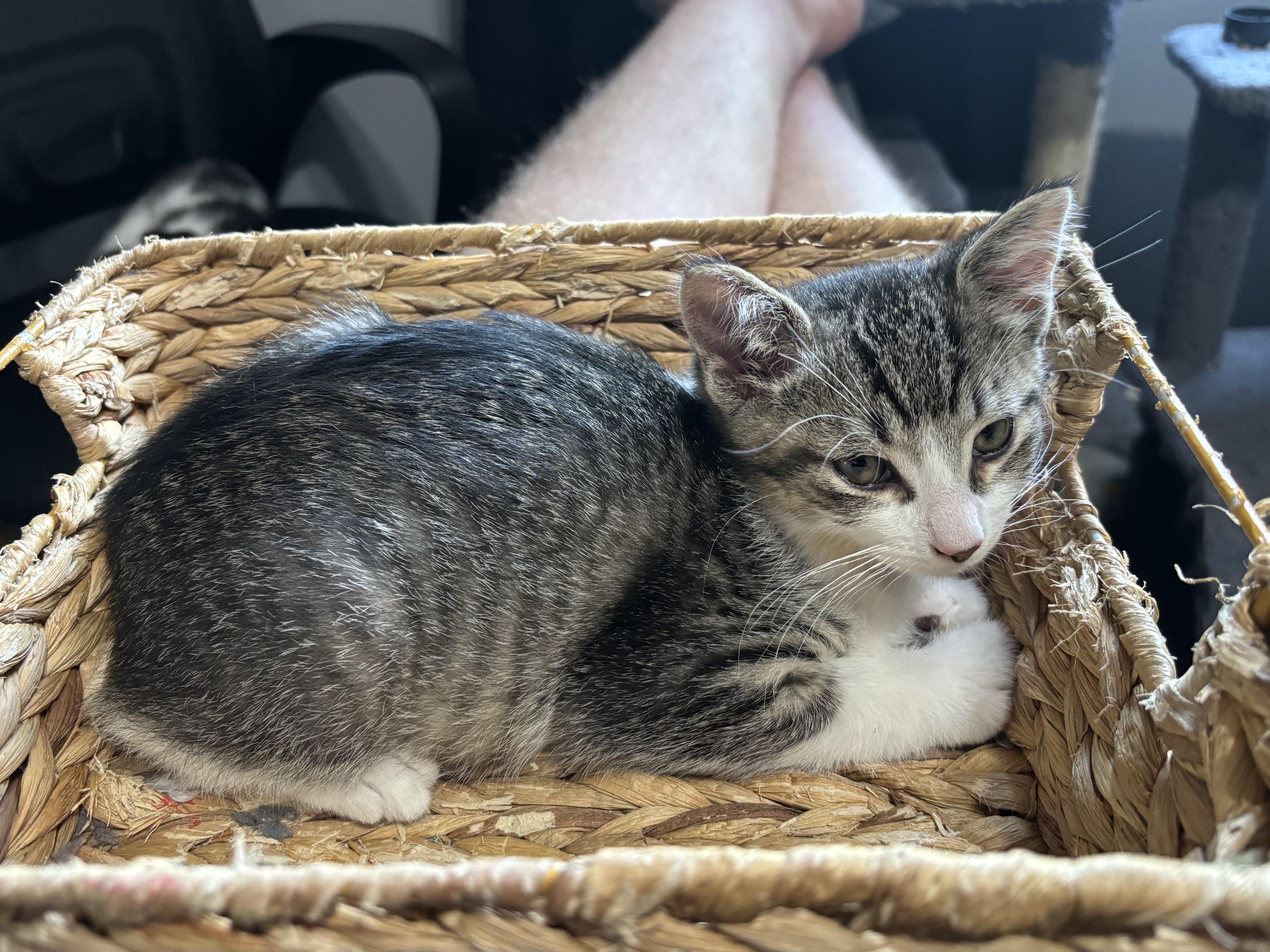 Alvin, a ADOPTABLE Tabby in Macomb, MI image 1/2