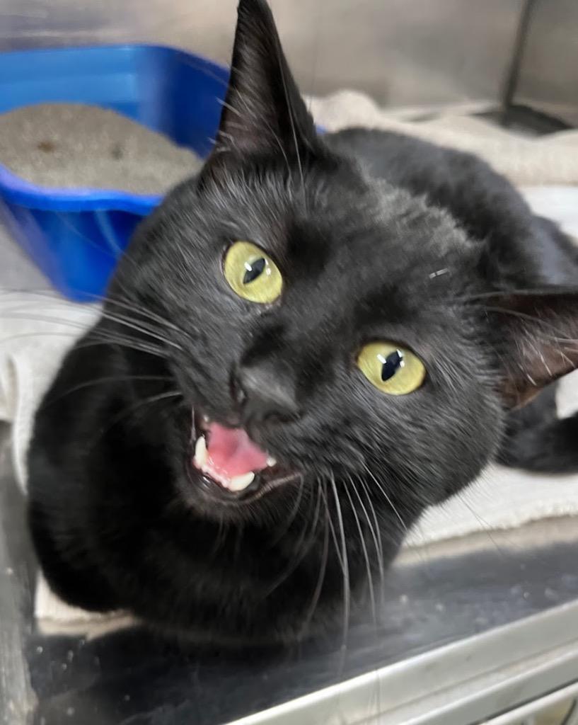 Enlarge Storm, a Adoptable mixed breed image 1/1