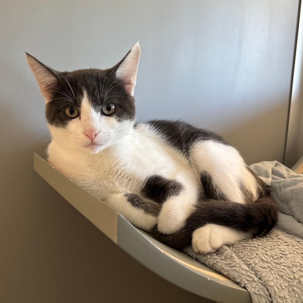 Little Boy, Adoptable, Kitten Male Domestic Short Hair.