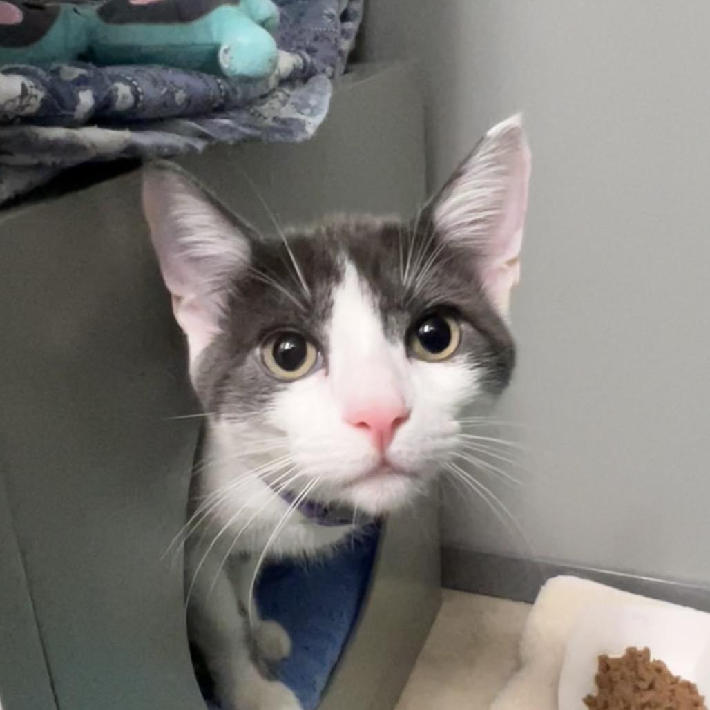 Little Boy, a Adoptable Domestic Short Hair in Ojai, CA image 2/2