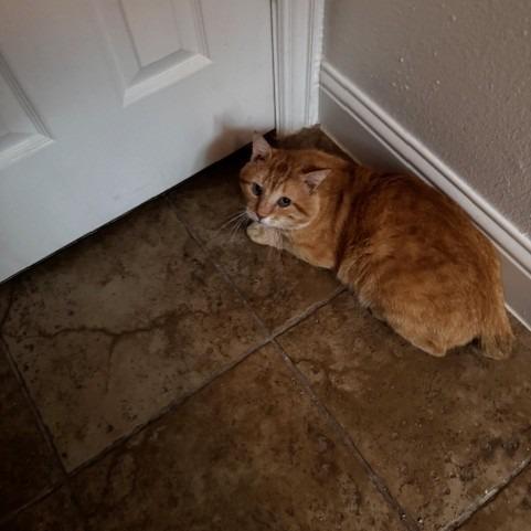 Enlarge Riley C007374, a Adoptable Domestic Short Hair in Prosper, TX image 1/2