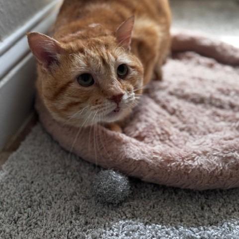 Enlarge Riley C007374, a Adoptable Domestic Short Hair in Prosper, TX image 2/2