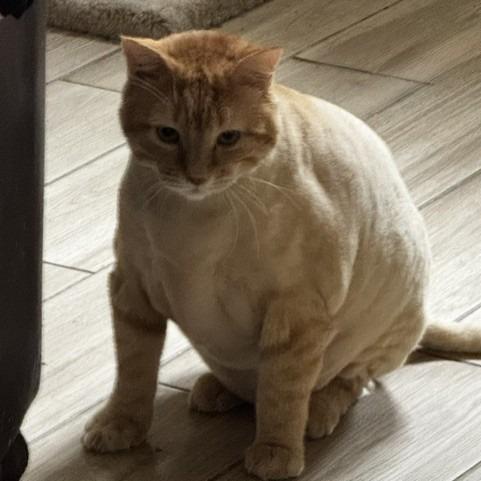 Riley C007374, a Adoptable Domestic Short Hair in Prosper, TX image 3/3