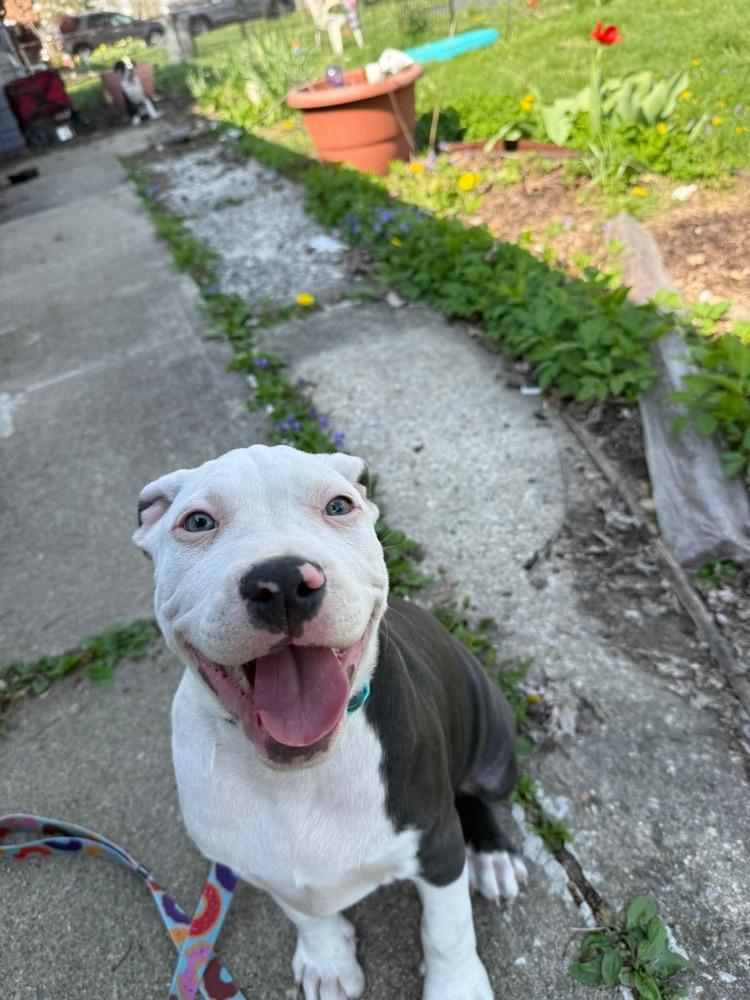 Enlarge Felicia, a Adopted Pit Bull Terrier in Indianapolis, IN image 2/6