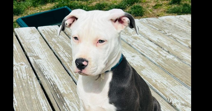 Enlarge Felicia, a Adopted Pit Bull Terrier in Indianapolis, IN image 3/6