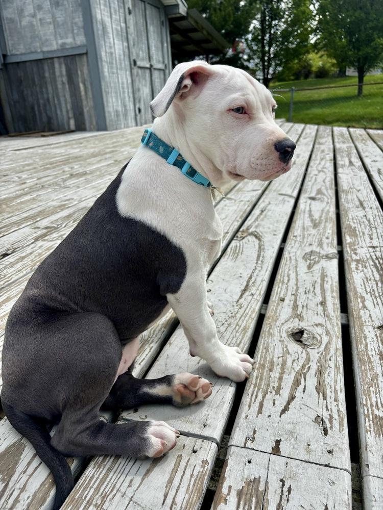 Enlarge Felicia, a Adopted Pit Bull Terrier in Indianapolis, IN image 4/6