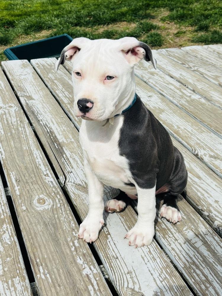 Enlarge Felicia, a Adopted Pit Bull Terrier in Indianapolis, IN image 5/6