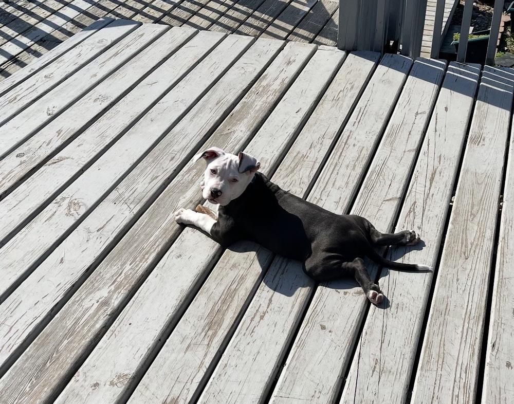 Enlarge Felicia, a Adopted Pit Bull Terrier in Indianapolis, IN image 6/6